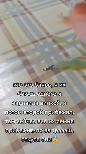 Cockroach Movement on Checkered Floor: Indoor Observation