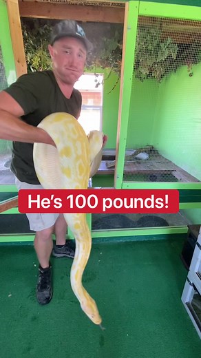 Cleaning the BIG SNAKES! 🐍 #TeamofTomorrow #burmesepython #burmesepythons #snake #snakesoftiktok #bigsnake #strangepets #python #pythons #reptile #fy