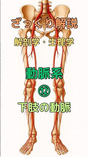ざっくり解説 解剖学・生理学 動脈系⑫ 下肢の動脈 #柔道整復師学生#理学療法士 #解剖学 #看護師 #看護学生 #shorts