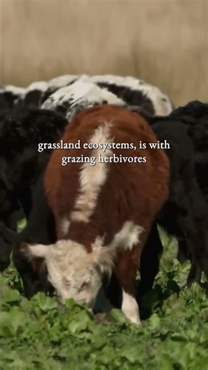 What is sustainability?