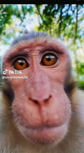 Monkey's First Selfie: Hilarious Moments Unveiled