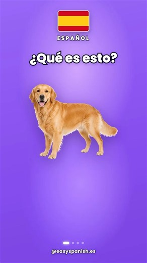 Can you name all 4 animals in Spanish? 🐄 #Shorts