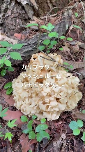 ¡Hongo mágico blanco! 🍄 【【ハナビラタケ】森の白い幻キノコ、カリフラワーマッシュルームを見つけた！