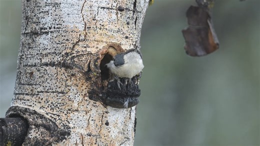 15 reactions | Pygmy nuthatch parents going in and out of nest to feed chicks in nest in slow motion. | Wildlife throughhopeseyes. | Facebook