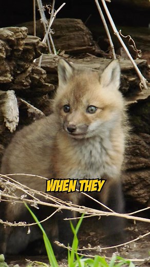 We loved watching this fox kits grow and hone their red fox Creature Powers! #wildkratts #foxes #foxkit #fox #wildlife #natire #animals | The Kratt Brothers