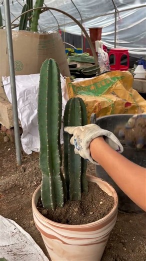 How to Repot a Cactus Safely (Without Getting Pricked!)