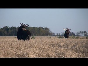 Moose Hunting in North Dakota