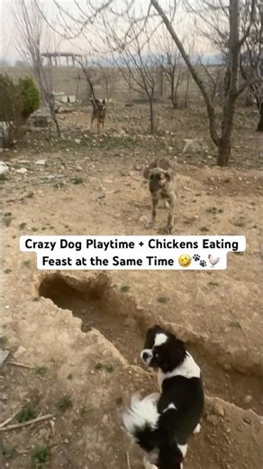 Dogs Playing Wild While the Chickens Enjoy Their Meal 🐶🐔