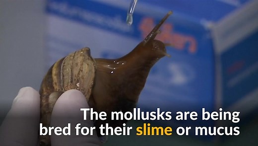 Thai snails kept ‘happy’ and healthy for their cosmetic slime