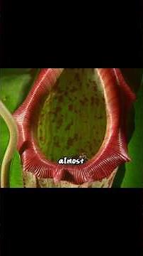 The Plant That DIGESTS Insects Alive 😨 | Attenborough’s Pitcher Plant Is Basically a Living Stomach