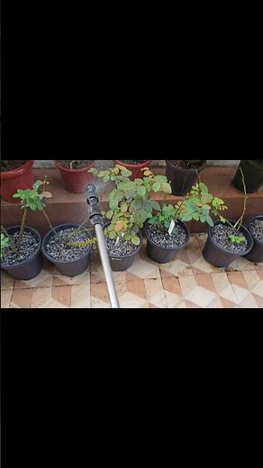 unboxing online rose plants part -5 #tamil #unboxing #online #rose #plants