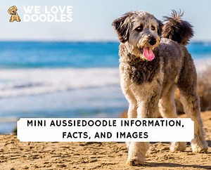 Mini Aussiedoodle Information, Facts, and Images! - We Love Doodles