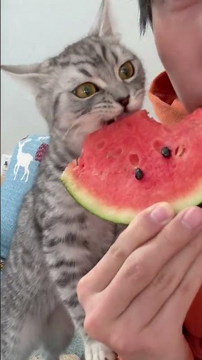 The kitten suddenly eat watermelon flesh and its eyes✨✨✨✨