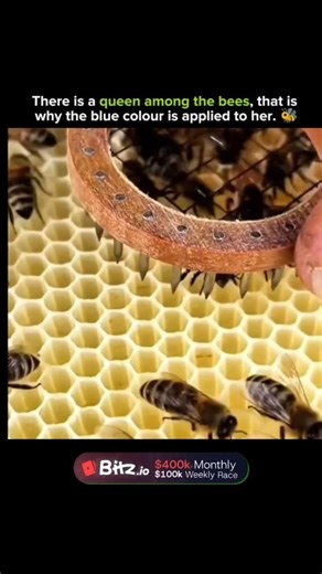 Knowledge Vertex | Inside every buzzing hive lives one extraordinary bee: the queen. She isn’t just larger — she’s the heart of the colony. That tiny blue dot... | Instagram