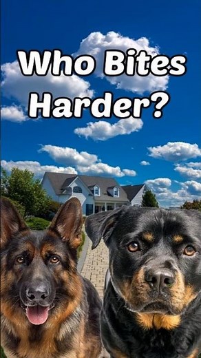 Rottweiler vs German Shepherd – Which Dog Bites Harder?