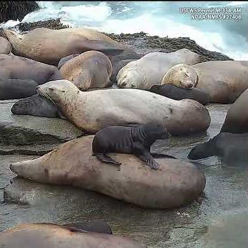 Adorable Steller Sea Lion Mom and Pup Moments | Chiswell Island Research
