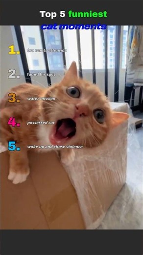 Top 5 Funniest Cats Ever #1 is crazy