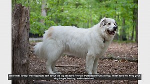 Top 10 Toys for Your Pyrenean Mountain Dog