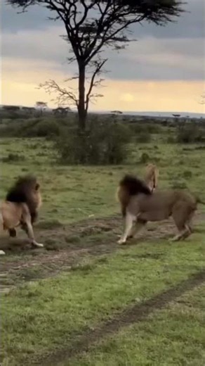 Two Male Lions Compete for a Lioness! 🦁🔥 | Amboseli National Park. #shorts #viral #wildlife #lions