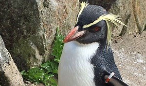 Edinburgh Zoo: Northern rockhopper penguin cares for new chick