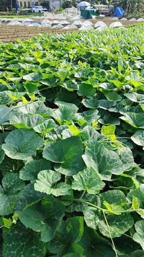 China's Futuristic Vegetable Farm - The Most Organized Fields You'll Ever See! 🇨🇳✨ 👀