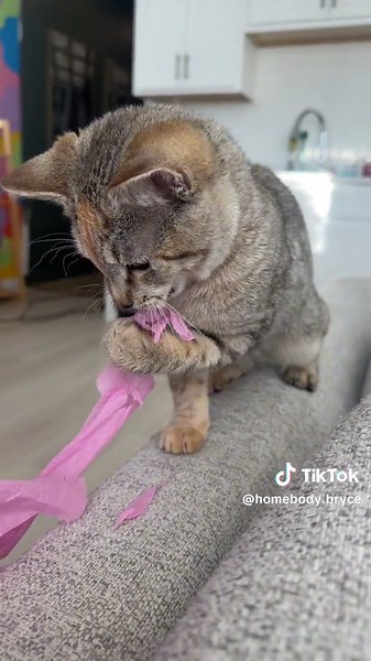 This is an azula fan account now