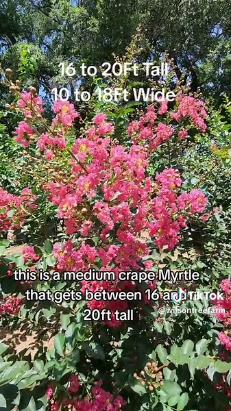 Best Pink Crepe Myrtle Trees For South Central Texas: Tuscarora #plantsoftiktok #texastrees #flowers #landscaping