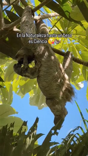 Diego Cedeño on Instagram: "En la naturaleza, hasta un beso es ciencia 😘🦥 Los bebés perezosos nacen sin las bacterias necesarias para digerir hojas. Por eso buscan la boca de mamá. Ahí reciben las enzimas y microorganismos que les permitirán vivir en el bosque. La Naturaleza demuestra Amor 🥰🇨🇷 #Sloth #WildlifeFacts #NatureIsAmazing #AnimalScience #CostaRica"