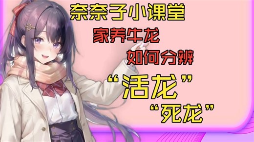 奈奈子小课堂：如何分辨家养牛龙是“死龙”还是“活龙”