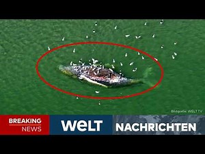 IST TIMMY TOT? Düsterer Verdacht! Buckelwal-Kadaver vor Dänemark gestrandet! | LIVE