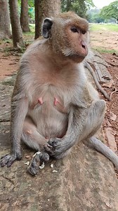 3.1K views · 88 reactions | aunty Jill | The Monkey Drama | Facebook