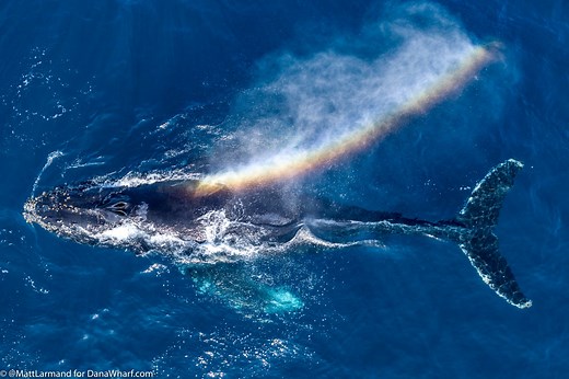 Whale Watching Dana Point, CA Since 1971 | Dolphin Tours | Dana Wharf