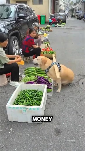 This Dog Begs Food For His Owner 🥹 | Top US