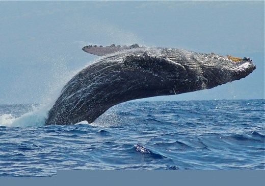 Why Do Humpback Whales Breach?