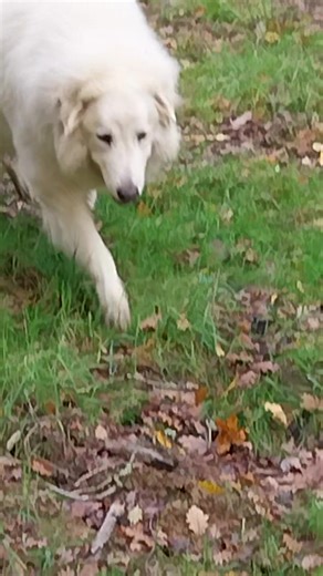 On a joué ce matin à cache-cache dans les bois avec Neels. Il est trop fort. | Association Dignité Retrouvée