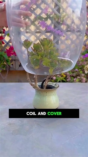 Spider Mites Taking Over? 🕷️🌿 This Fumigation Hack Is Unusual!||#SpiderMites #GardenPests #Gardening