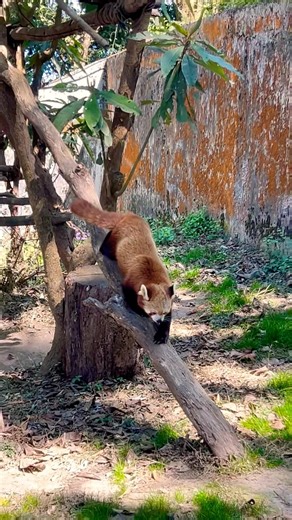 Red Panda Darjeeling Zoological Park #explore #shorts #zoo #redpanda #panda #darjeeling #likeshare