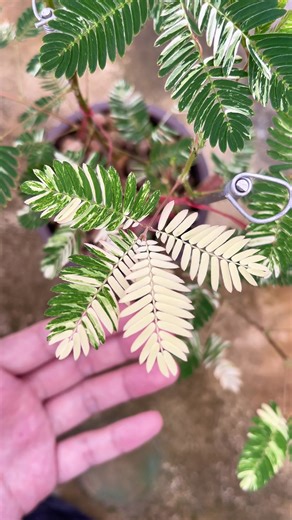 “ What is the name of this plant in your country? 👉🏻🌿🍃😻🤏🏻 ” ‘ไมยราบด่างขาว‘ ‘The Touch-Me-Not!’ Mimosa Pudica Albo Variegated #ไมยราบ #mimosapudica #mimosa #mimosapudica🌱 #mimosas #ไม้ใบ #variegatedplants #plantsofinstagram #plant #plants #rareplants #exoticplants #plantscare #plantstips #plantsmakepeoplehappy #plantstrong #plantsplantsplants #plantslover #plantstagram #flowers #flower #plantsarefriends #houseplants #houseplant #indoorplants #ไม้ด่าง #ไม้หายาก #ไม้ด่างและไม้ใบสวยงาม #ต้น