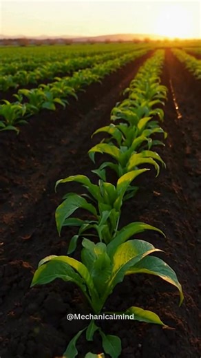 A Norwegian company, Desert Control AS, has developed a patented solution called Liquid Natural Clay (LNC) that can revive sandy, desertified soils and turn them into productive farmland. By combining clay and water into a sprayable liquid, this innovation allows barren land to finally retain moisture and nutrients. Important Details: • Liquid Natural Clay (LNC) is a patented mixture of clay particles and water • When sprayed, clay coats each sand grain, changing soil structure at a microscopic 