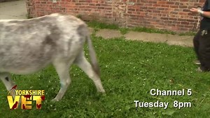 41K views · 1.8K reactions | The legendary Greens are on the show tomorrow night. After their big donkey tour to London and Devon last year, they’ve called Peter to their farm to check on Mabel - who was an anniversary present from Julian. Jean’s found a lump on Mabel’s leg and Peter’s worried it might be something serious. | The Yorkshire Vet | Facebook