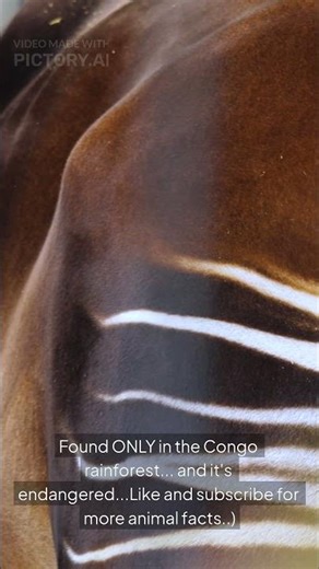 The Giraffe That Looks Like a Zebra #shorts #animals