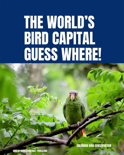 Colombia is home to over 1,950 bird species, more than any other country! From Andean peaks to Amazonian rainforests, every ecosystem bursts with color and life. Protecting these habitats ensures future generations can enjoy Colombia’s incredible avian diversity. 💚 Save our birds — Join us by #ProtectingColombianBirds #ColombianBirds #BirdConservation #Biodiversity #BirdWatching #WildlifeConservation #NatureLovers #BirdLovers