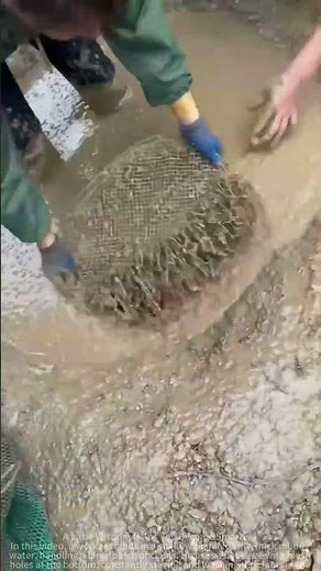 Ancient method: Using muddy water to distinguish between live and dead clams.