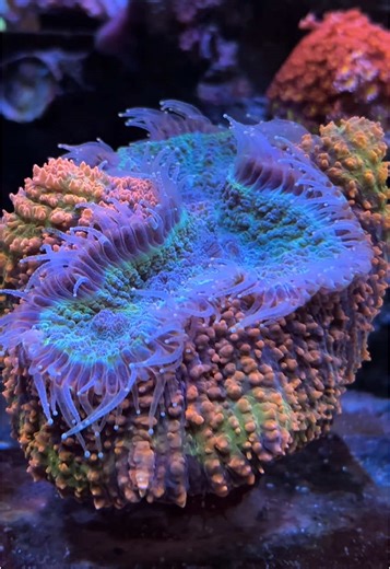 Poo Tang Reefs (@pootangreefs)’s videos with NUNCA MUDA? - Scythermane & NXGHT! & MC Fabinho da Osk