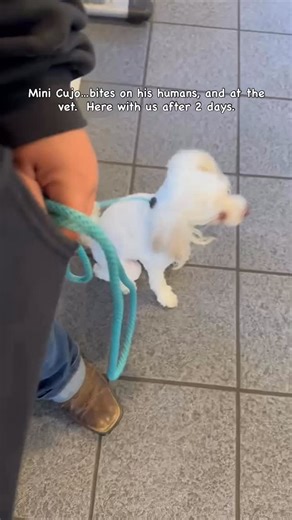 Meet our mini Cujo… multiple bites on his humans. Here at our vet, and was a polite boy. Whenever a dog is biting the humans in his life, we always start with a complete health check first! That is first before we assume it’s behavioral. You must rule out anything medical: pain, discomfort, infection, orthopedic issues, neurological problems, dental pain….all of it. A dog in pain will communicate the only way he knows how, and biting is often a symptom – —not the root cause. Once we know, the bo