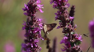 32 reactions | Many of us have had a bit more time to enjoy the nature around us, like this Silver Y moth.  What have you spotted recently in your garden or walks? | WWF Scotland | Facebook