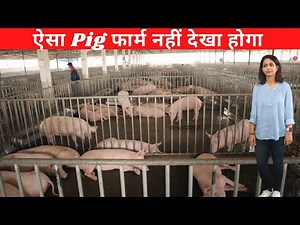 India Best Pig farm