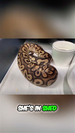 On The Latest MorphMarket Vlog We Got To See A World’s First Ball Python Combo! 😍🐍