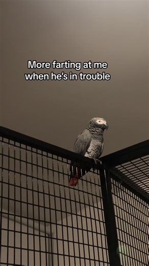 Parrot's Hilarious Farting Moments 😂