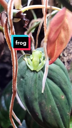 Fascinating Glass Frog - Hyalinobatrachium Fleischmanni
